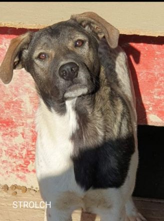 Strolch ist seinem Alter entsprechend neugierig und