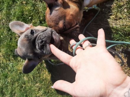 Eine hübsche Maus ist noch zu haben. Sie ist 13 Wochen