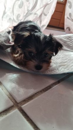 Hallo zusammen, meine Hündin hat am 30.12.2021 4 kleine