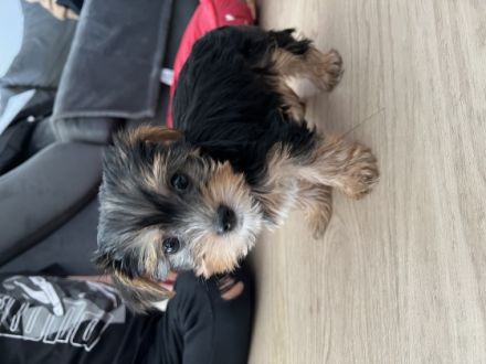 Hallo zusammen, meine Hündin hat am 30.12.2021 4 kleine