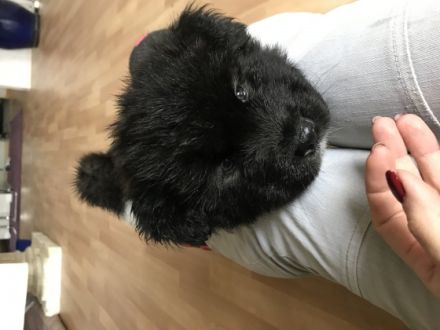 Unsere Zwei Reinrassigen American Akitas, haben am 24