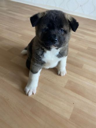 Unsere Zwei Reinrassigen American Akitas, haben am 24