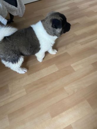 Unsere Zwei Reinrassigen American Akitas, haben am 24