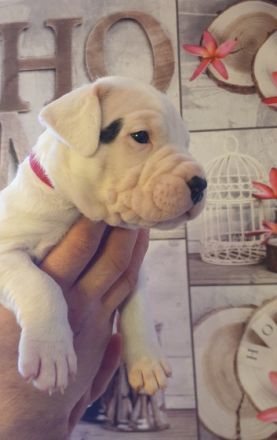 Puppies will be vaccinated, devormed, microchiped,