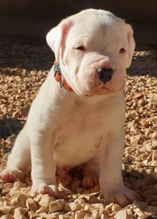 Puppies will be vaccinated, devormed, microchiped,