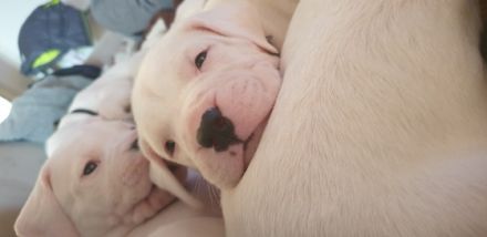 Puppies will be vaccinated, devormed, microchiped,