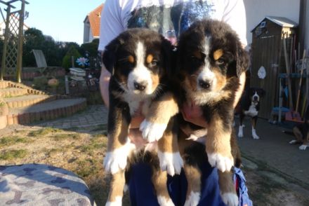 Großer Schweizer Sennenhund, Welpen