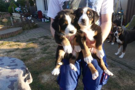 Großer Schweizer Sennenhund, Welpen