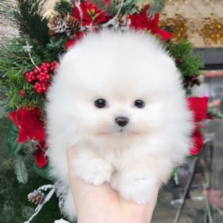 wunderschöne Pomeranian-Welpen mit vollem Stammbaum und