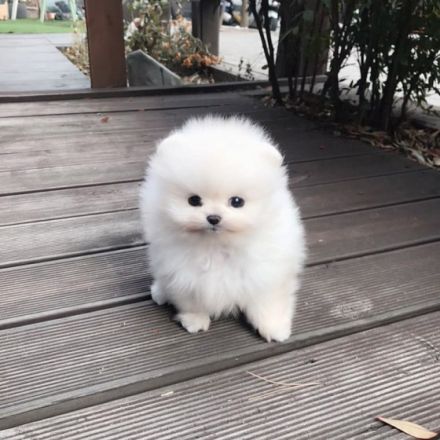 wunderschöne Pomeranian-Welpen mit vollem Stammbaum und