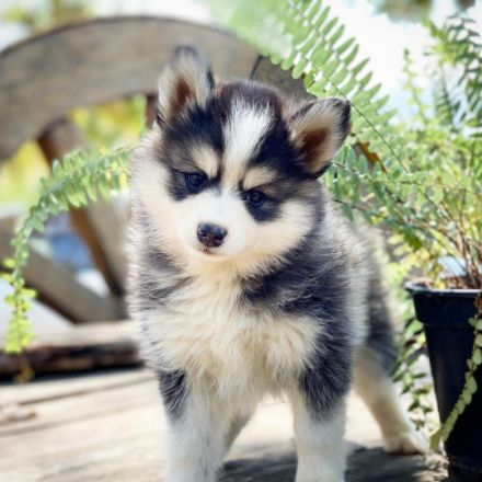 Wir freuen uns, Ihnen unseren schönen, glücklichen und