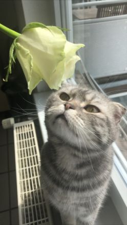 Das ist Aslan, ein 5 Jahre alter , gesunder Kater 