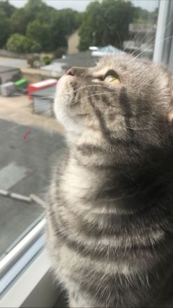 Das ist Aslan, ein 5 Jahre alter , gesunder Kater 