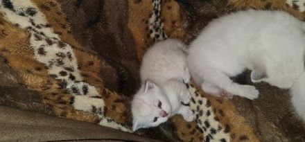 Unsere Juli hatt am 30.01.2022 3 gesunde kitter auf die