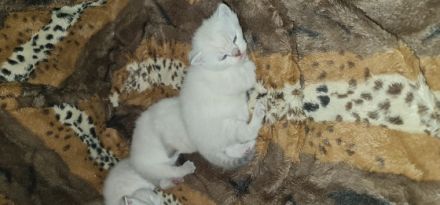 Unsere Juli hatt am 30.01.2022 3 gesunde kitter auf die