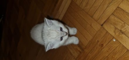 Unsere Juli hatt am 30.01.2022 3 gesunde kitter auf die