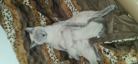 Unsere Juli hatt am 30.01.2022 3 gesunde kitter auf die