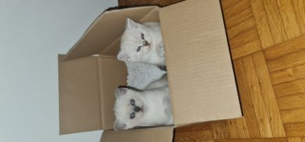 Unsere Juli hatt am 30.01.2022 3 gesunde kitter auf die