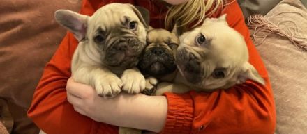 Eine kleine weibliche Maus sucht noch ein neues zu