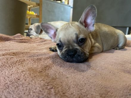 Eine kleine weibliche Maus sucht noch ein neues zu