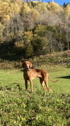 Slovenský Cuvac, Welpen