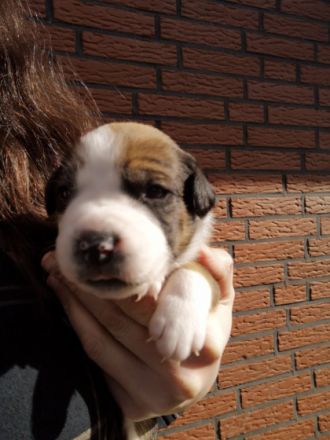 Hallo, wir sind am 6.2.2022 geboren und suchen ein