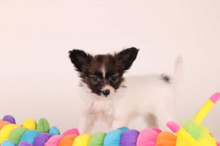 Wir suchen für unsere Papillon Welpen (Hündinnen) ein