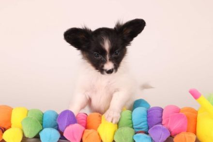 Wir suchen für unsere Papillon Welpen (Hündinnen) ein