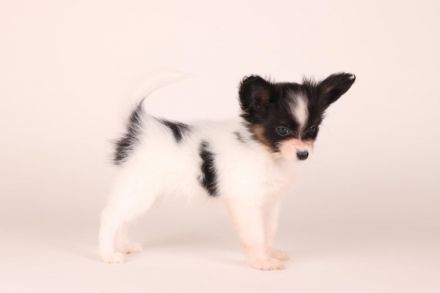 Wir suchen für unsere Papillon Welpen (Hündinnen) ein