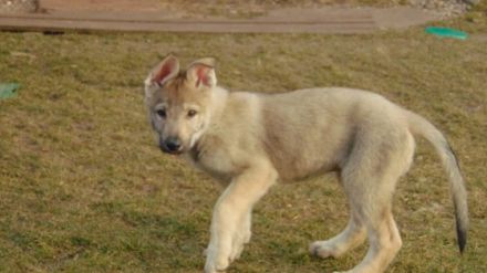Züchter Station Simply Wolf FCI bietet ab sofort Welpen