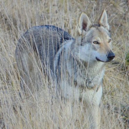 Züchter Station Simply Wolf FCI bietet ab sofort Welpen