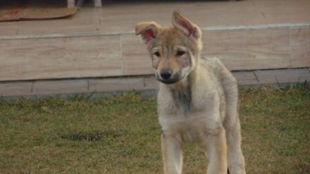 Züchter Station Simply Wolf FCI bietet ab sofort Welpen