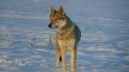 Züchter Station Simply Wolf FCI bietet ab sofort Welpen