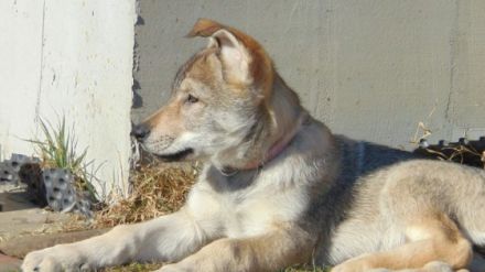 Züchter Station Simply Wolf FCI bietet ab sofort Welpen