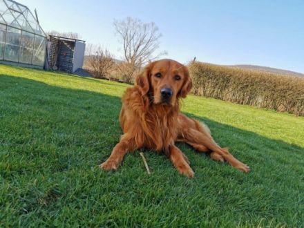 Hallo liebe Golden Retriever Freunde ! Wir haben
