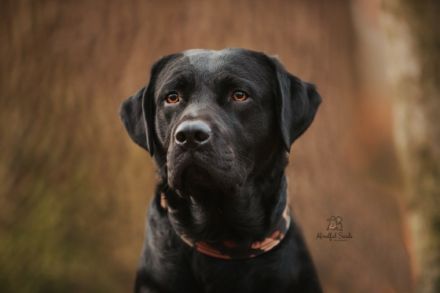 Senor Sheriff vom Dieke