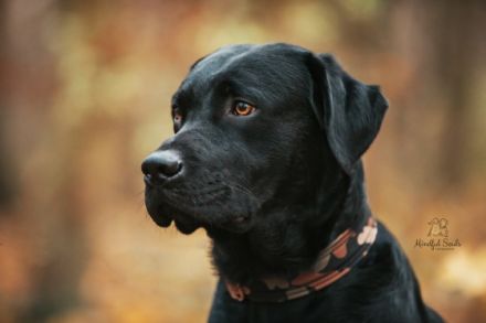 Senor Sheriff vom Dieke