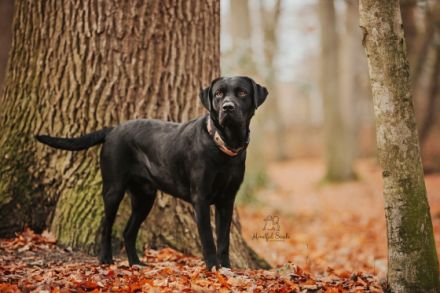 Senor Sheriff vom Dieke