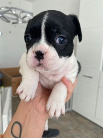 Unsere Hündin Sky hat am 26.01 , zum ersten Mal 7