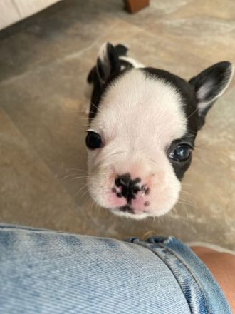 Unsere Hündin Sky hat am 26.01 , zum ersten Mal 7