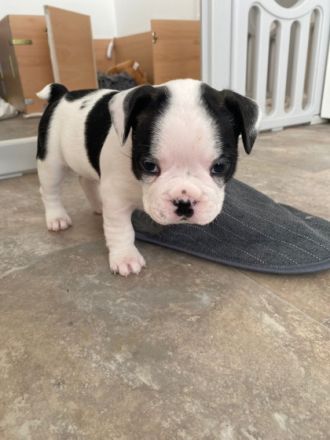 Unsere Hündin Sky hat am 26.01 , zum ersten Mal 7