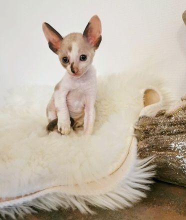 Cornish Rex von Bestensee