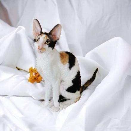 Cornish Rex von Bestensee