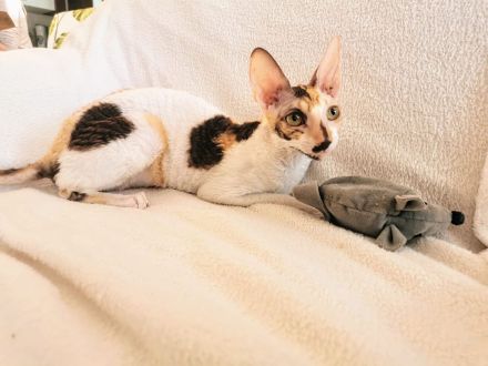 Cornish Rex von Bestensee