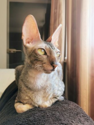 Cornish Rex von Bestensee