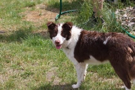 Wir haben Welpen. 2 b-w Rüden und 1 Trico Rüde sind