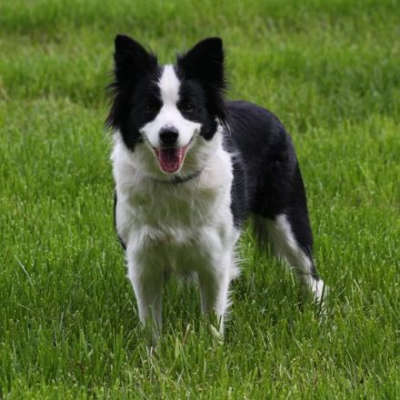 Wir haben Welpen. 2 b-w Rüden und 1 Trico Rüde sind