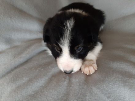 Wir haben Welpen. 2 b-w Rüden und 1 Trico Rüde sind