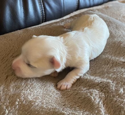 3 Valentinstagswelpen suchen ein neues Zuhause. Es sind