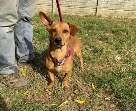 MORZSA, kleiner Pimpf, großer Charakter